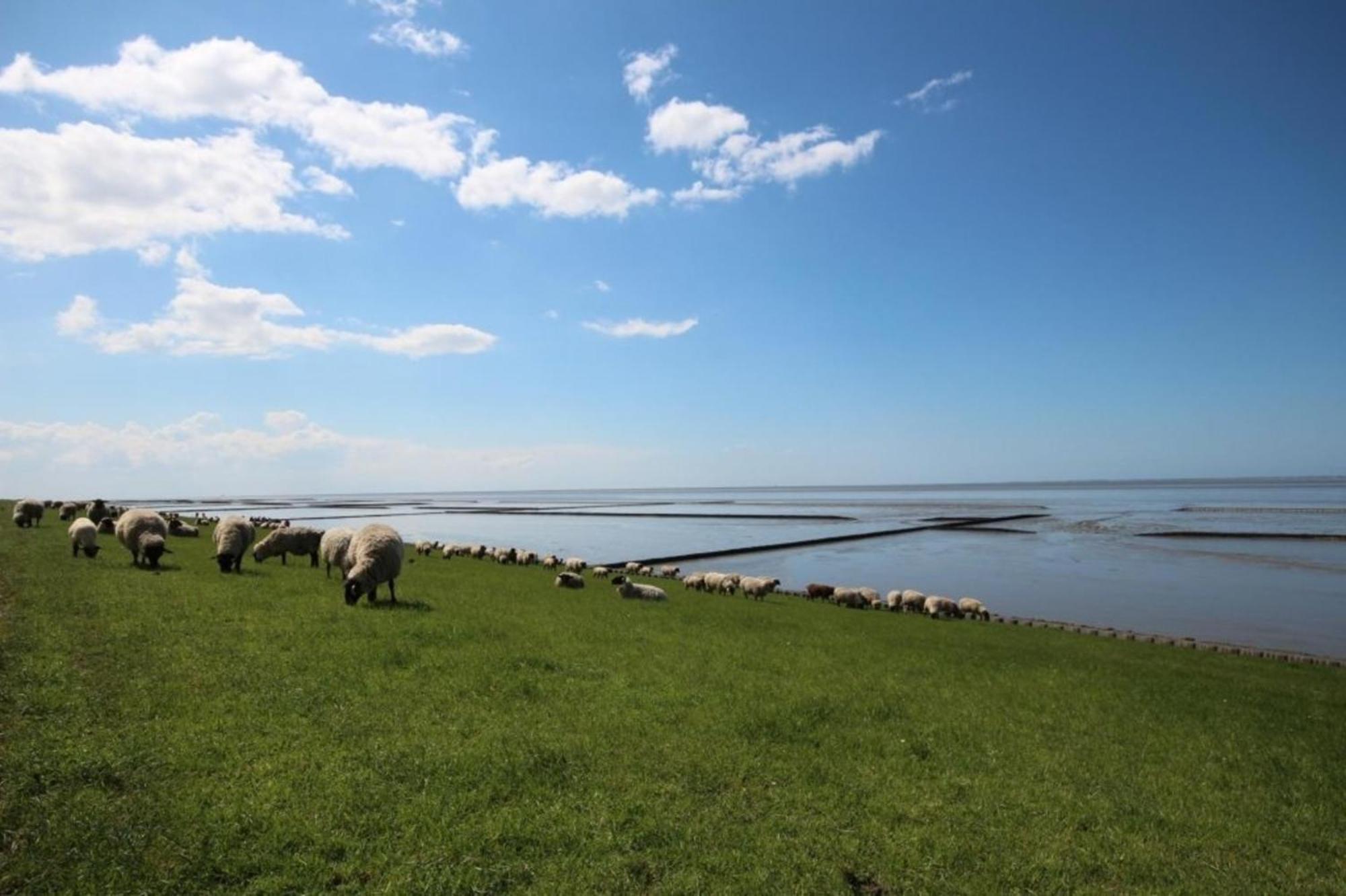Kleine Nordseewelle Ohne Hund Норден Екстер'єр фото
